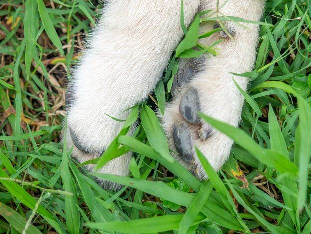 Are turf pads good for dogs