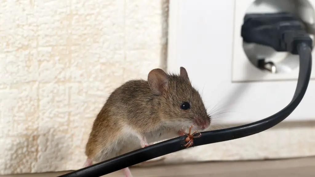 Will dryer sheets keep mice out of dresser drawers