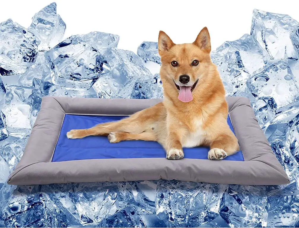 Do cooling gel dog beds really work