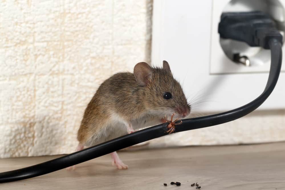 Do mice repellent ultrasonic plug ins work