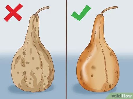 How long does it take to dry out a gourd for a birdhouse