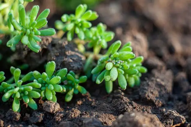 What succulent is good for ground cover