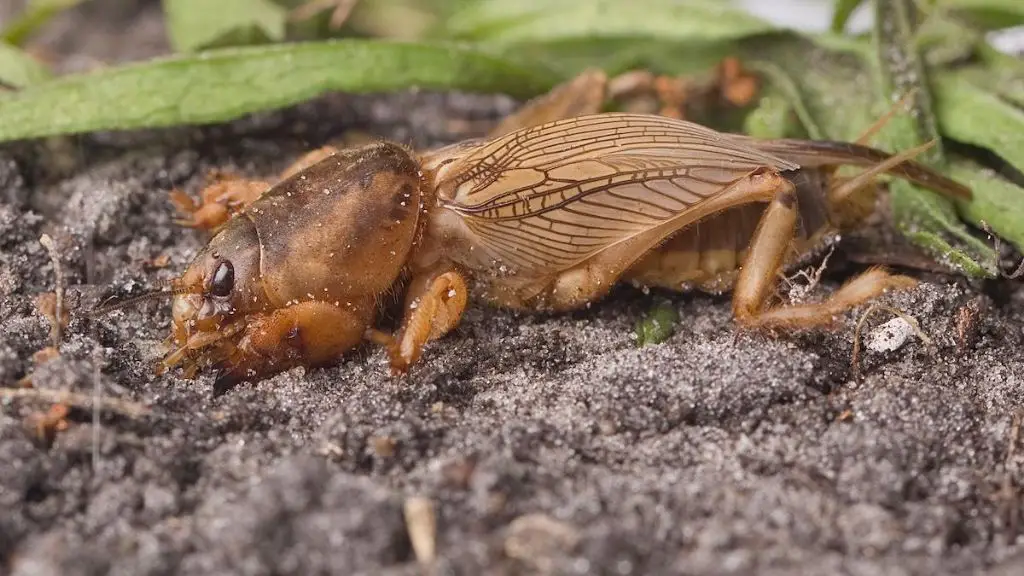 What is the best thing to kill mole crickets