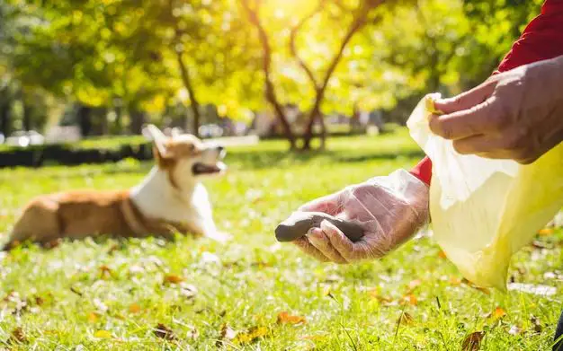 How do I store dog poop in my backyard