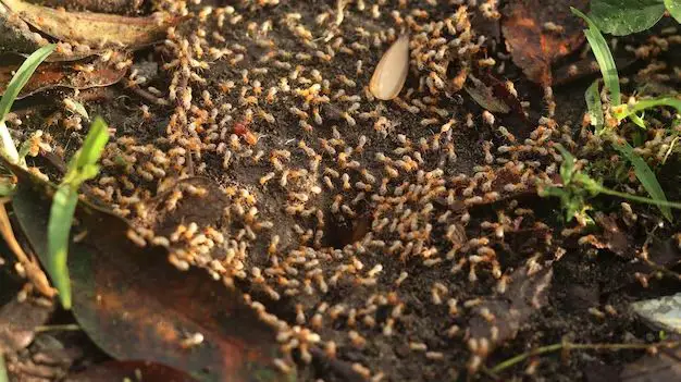 Can termites look like tiny ants