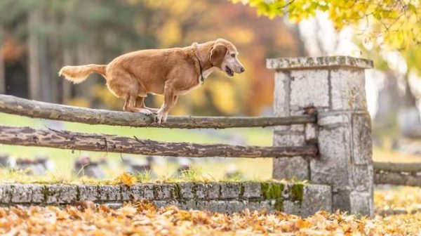 How can I keep my dog from jumping on the fence?