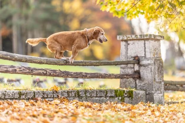 How can I keep my dog from jumping on the fence