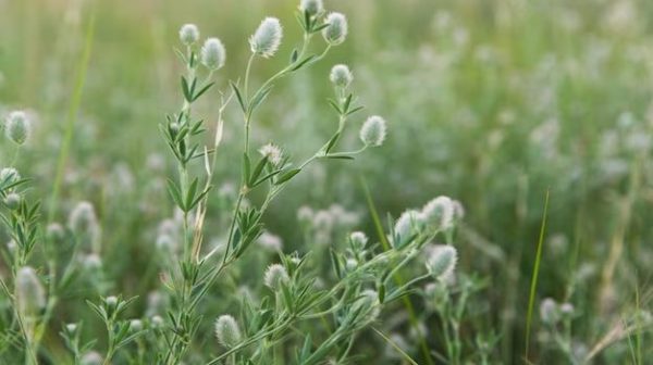 How do you get rid of chickweed in the summer?