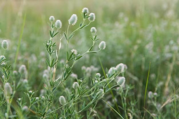 How do you get rid of chickweed in the summer