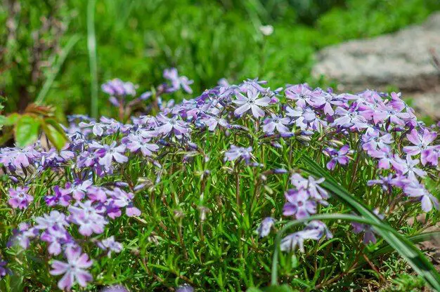 What is the name of a purple ground cover