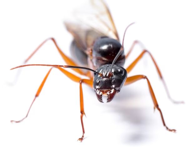 How do you tell a carpenter ant from a black ant