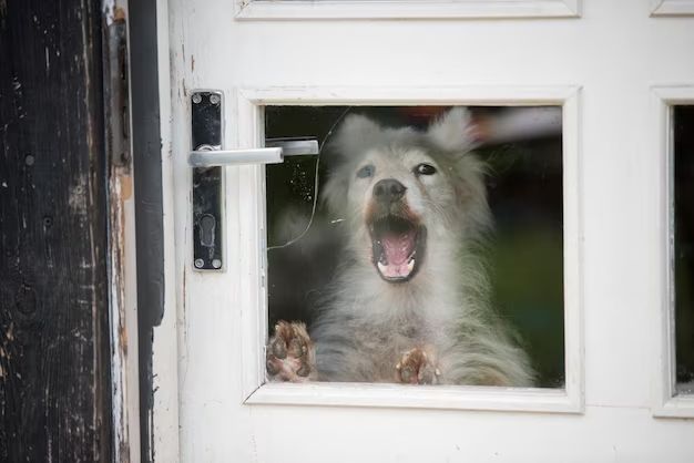 Is it a good idea to have a dog door