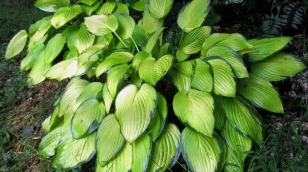 How do I protect my hostas from being eaten?