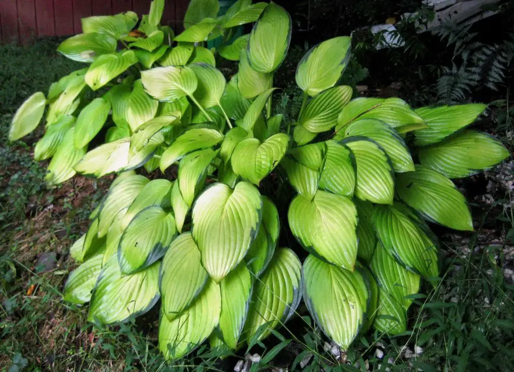 How do I protect my hostas from being eaten