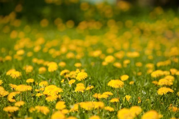 What are yellow flowers on grass called