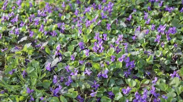 Are wild violets good ground cover?