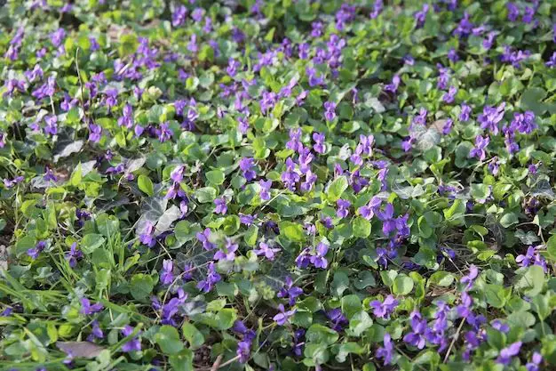 Are wild violets good ground cover