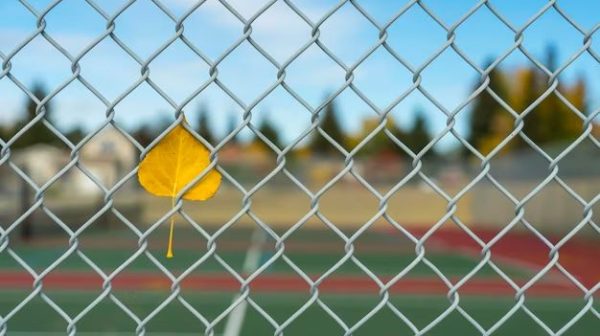 Are chain link fences good for dogs?