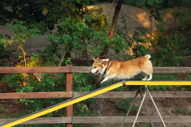 What is the best fence for a dog that jumps over