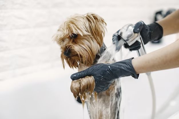 How do you wash a dog outside