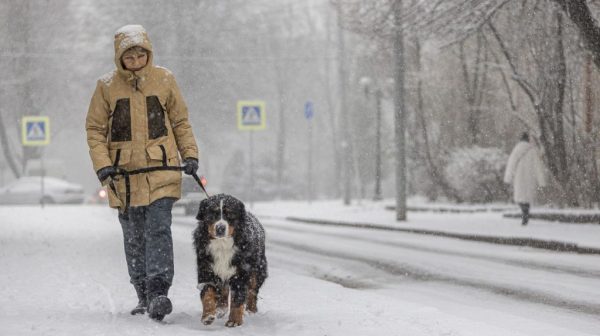 Is it safe for dogs to walk on rock salt?