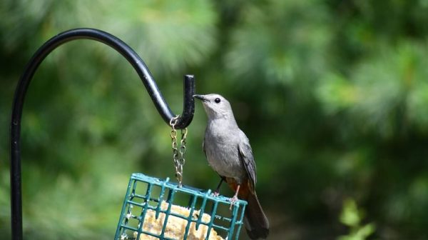 Can you hang bird feeder on shepherd hook?