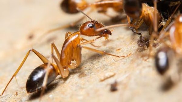 How do you find a ghost ant nest?