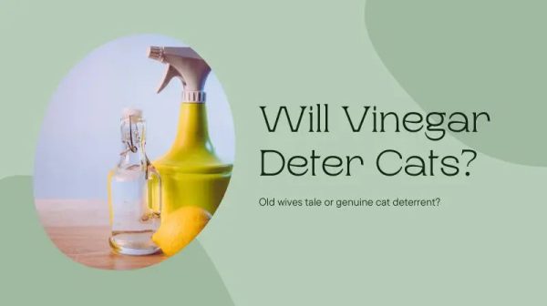 Will spraying vinegar keep cats away?