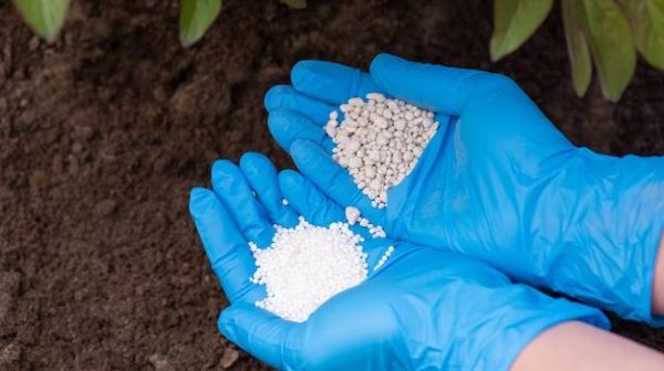 Which is better plant food or fertilizer?