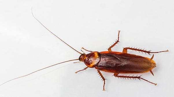 Are American cockroaches hard to kill