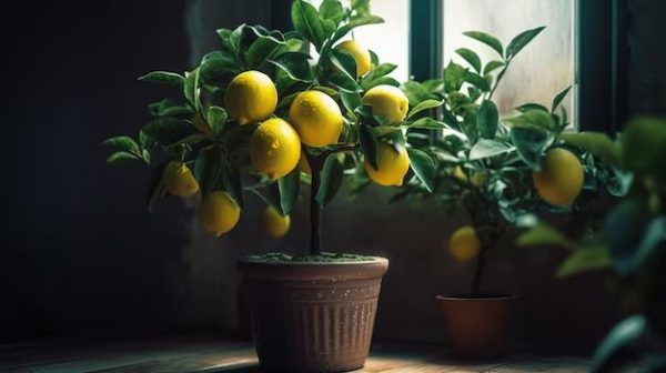 Can lemon trees survive winter?