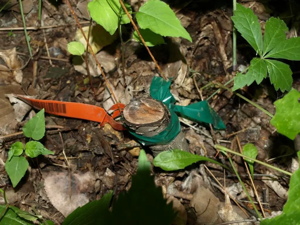 How do you kill invasive buckthorn