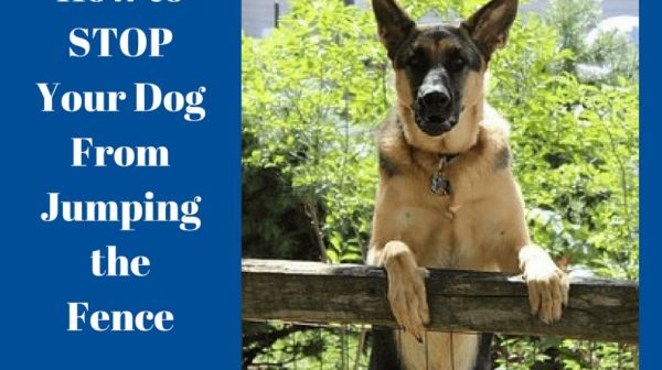 How do I stop my dog jumping the fence?