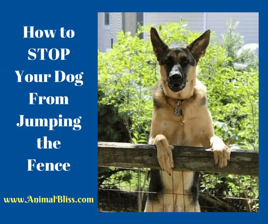 How do I stop my dog jumping the fence