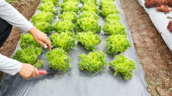 Can you put weed barrier on flower beds?