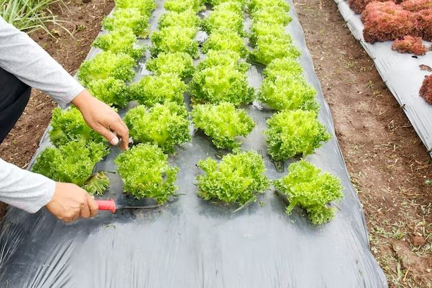 Can you put weed barrier on flower beds