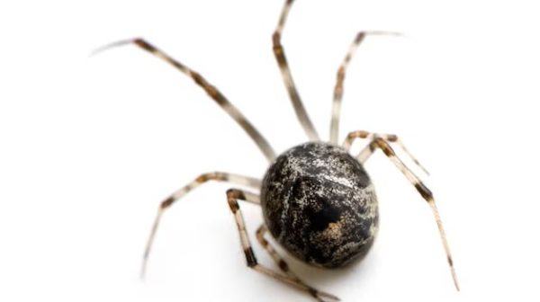 What do common house spiders look like?