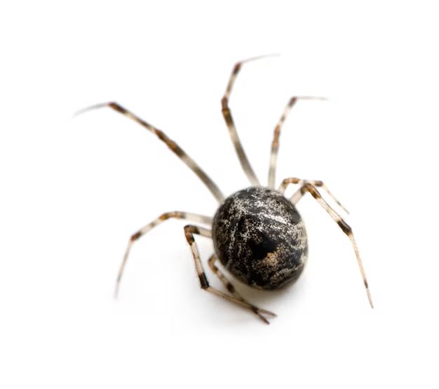 What do common house spiders look like