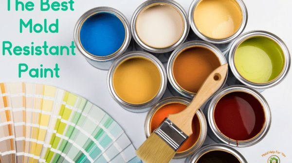 What is the best paint to prevent mold and mildew?