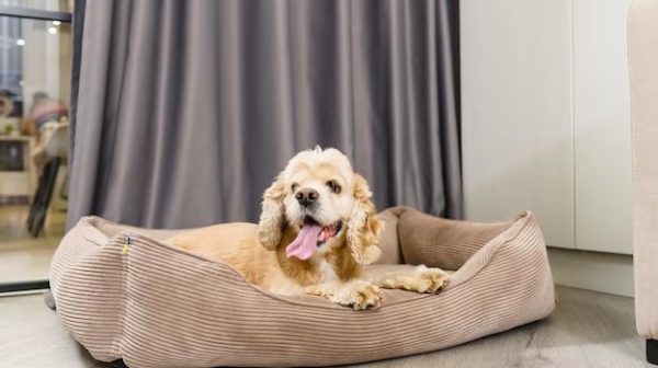 Should a dog bed be raised?