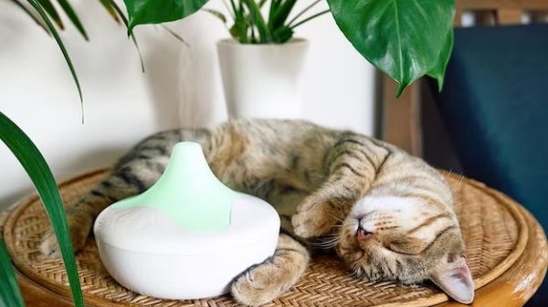 What essential oils are safe to clean with around pets?