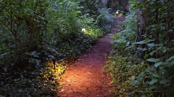 Will solar lights work in the woods?