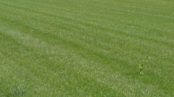 Can you stripe a lawn without a striping kit?