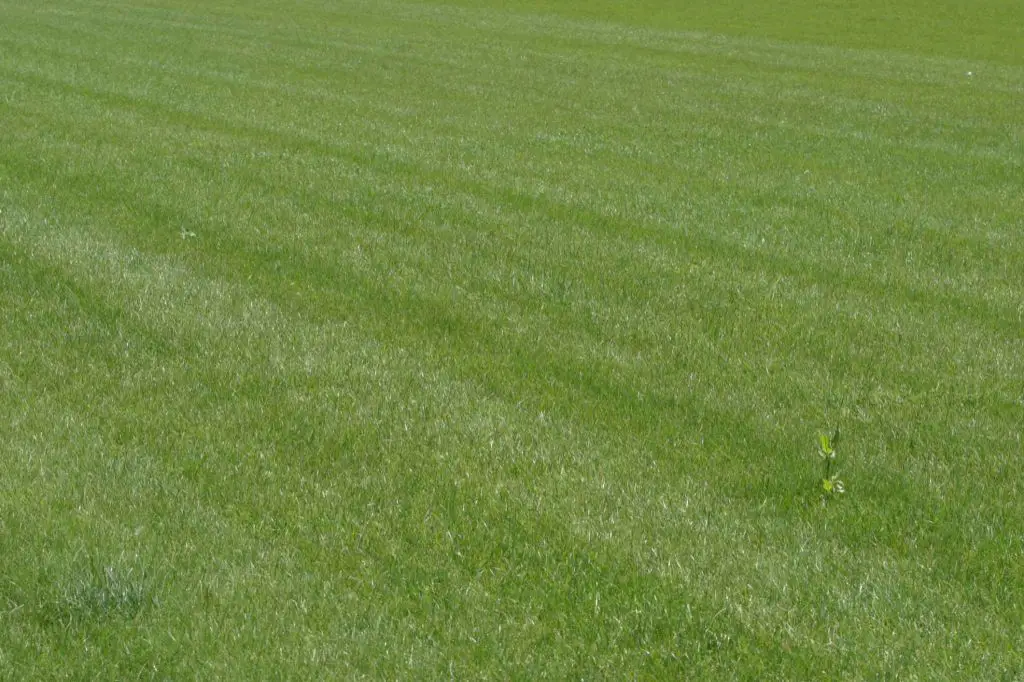 Can you stripe a lawn without a striping kit