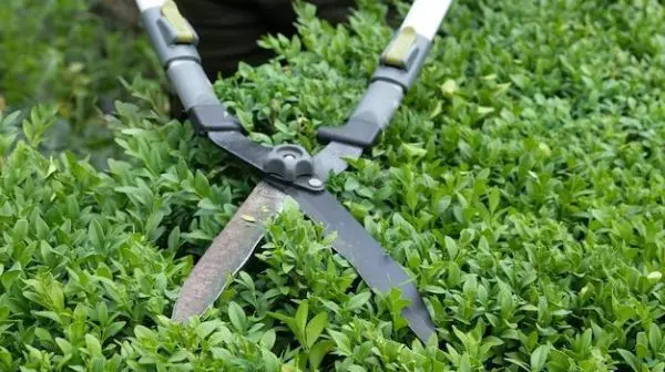 What scissors are best for cutting plants?