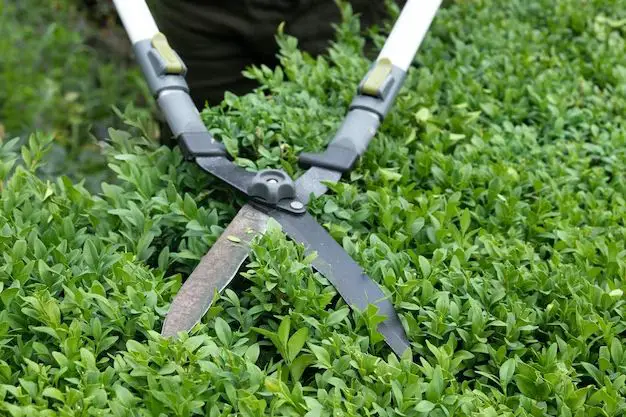 What scissors are best for cutting plants