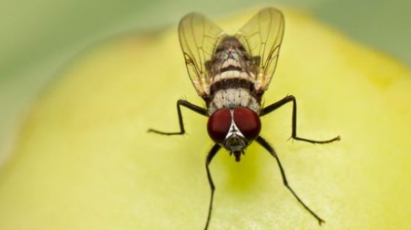 Will foggers kill gnats and fruit flies?