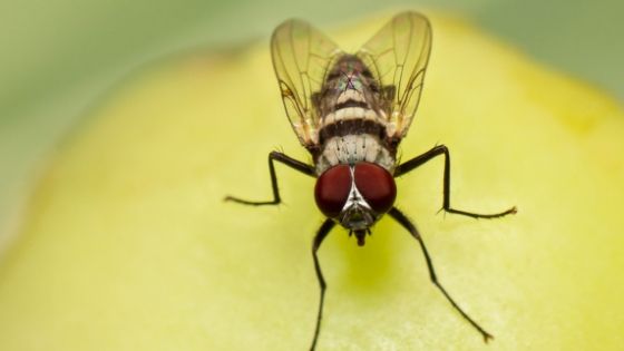 Will foggers kill gnats and fruit flies