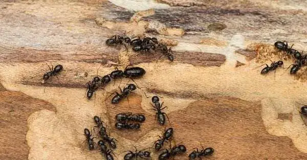 Does Dawn soap kill ants