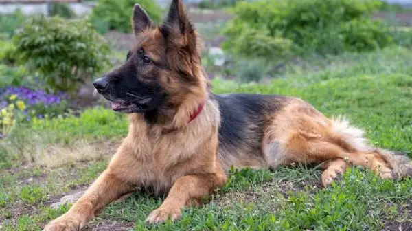 Do German Shepherds need a big house?